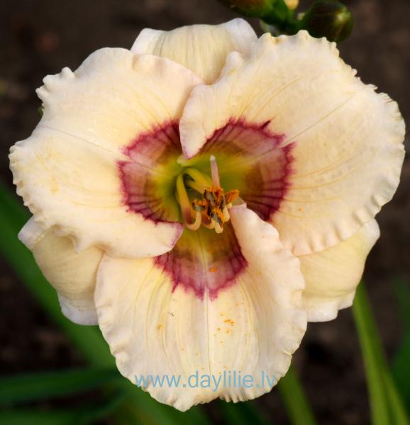 Tholian Web (P.Stamile 2005)