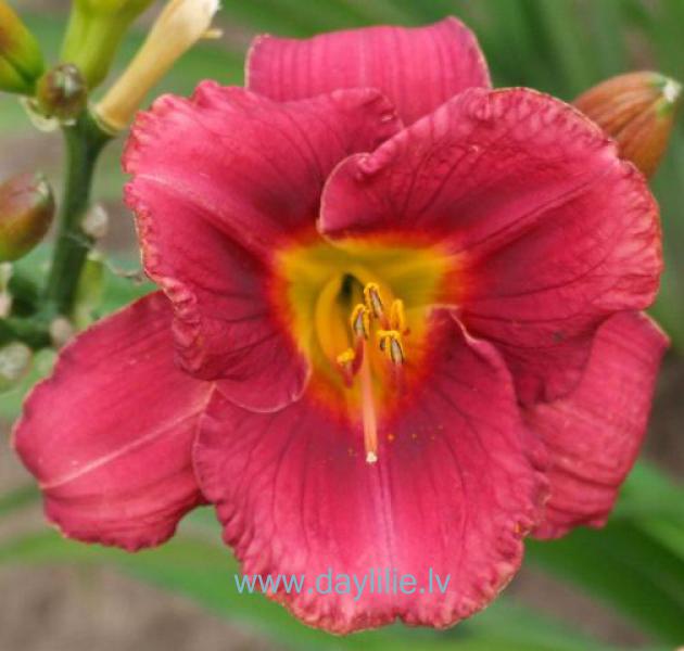 Tija (V.Baņģieris 2012)