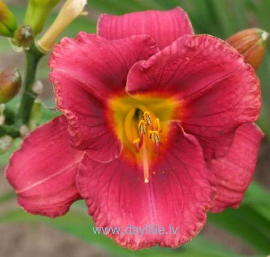 Tija (V.Baņģieris 2012)