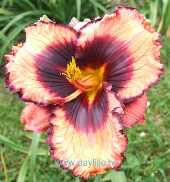 Trejteka (V.Baņģieris 2014)