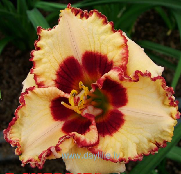 Triple Cherries (T.Petit 2006)