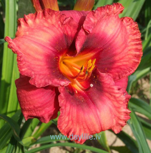 Ugunsgrēks (V.Baņģieris 2013)