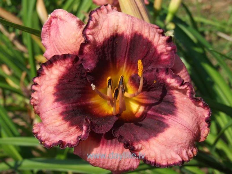 Baiba (V.Baņģieris 2015)