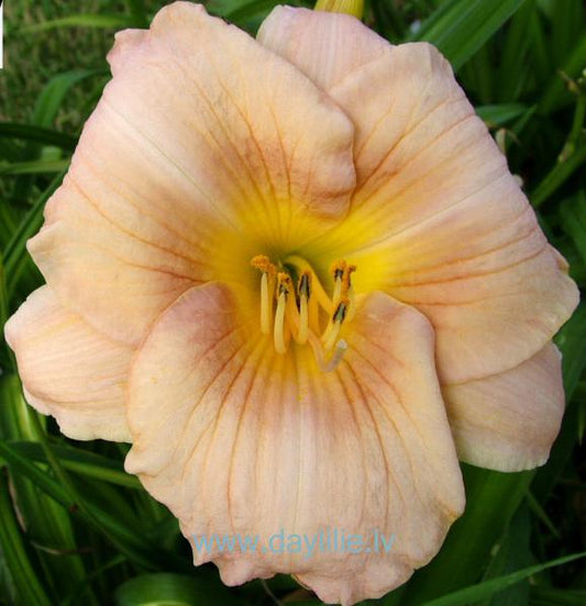 Una (V.Baņģieris 2012)