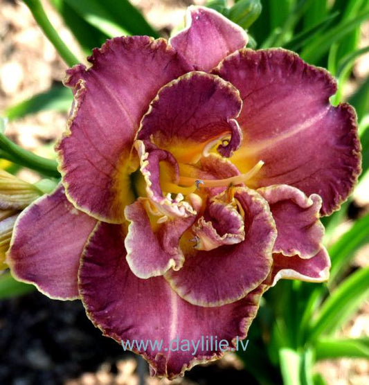 Unlock the Stars (T.Petit 2006)