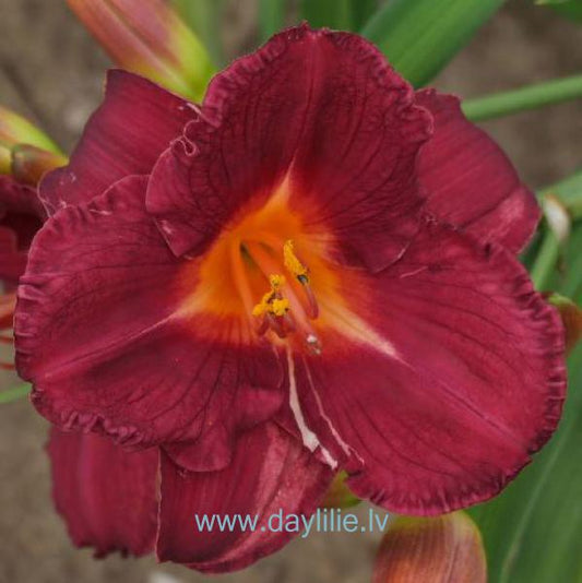 Vakarvējš (V.Baņģieris 2012)