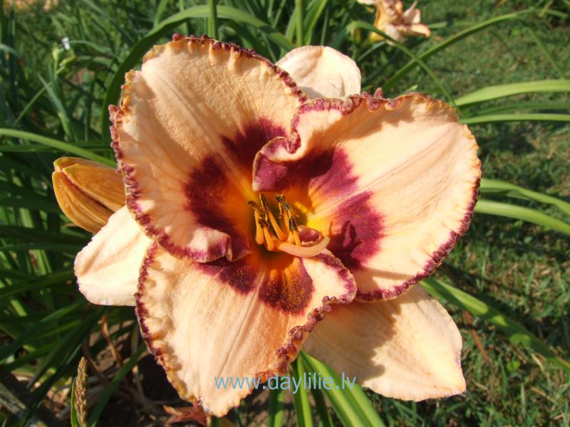 Vidzemniece (V.Baņģieris 2015)