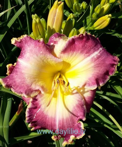 Vilma (V.Baņģieris 2015)