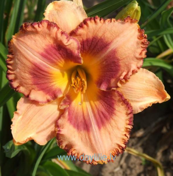 Vineta (V.Bangieris 2012)