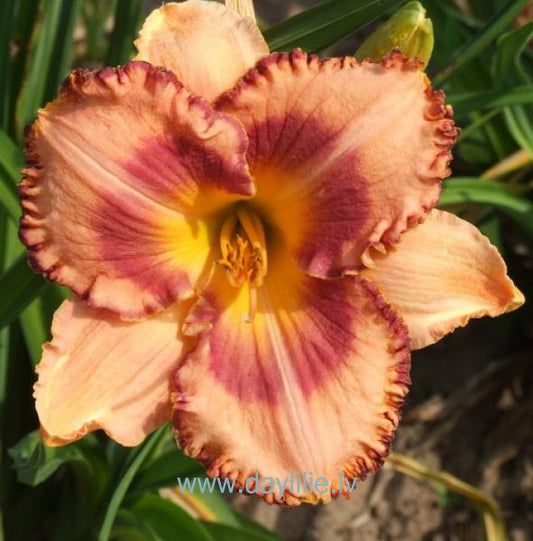 Vineta (V.Bangieris 2012)