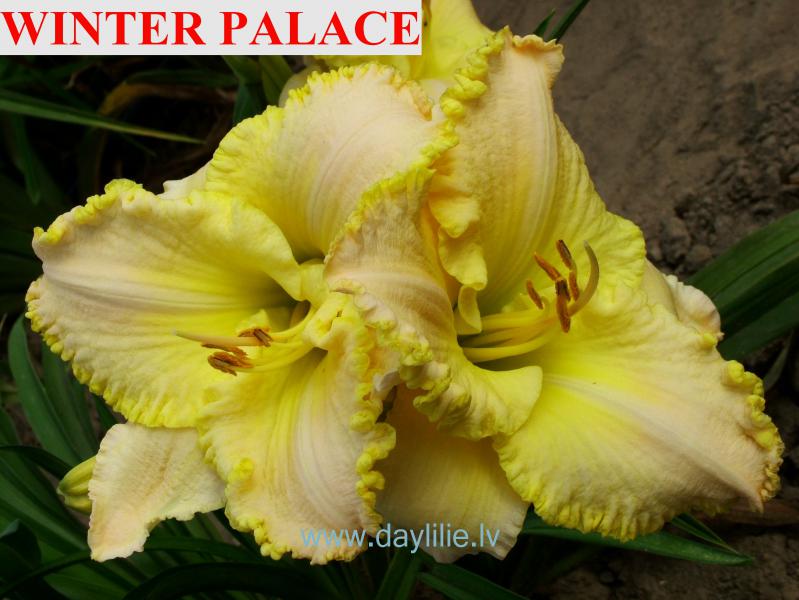 Winter Palace (T.Petit 1998)