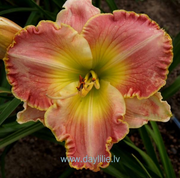 Wrens Song (P.Stamile 2005)