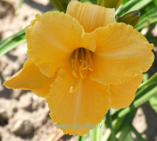 Zenta (V.Baņģieris 2012)