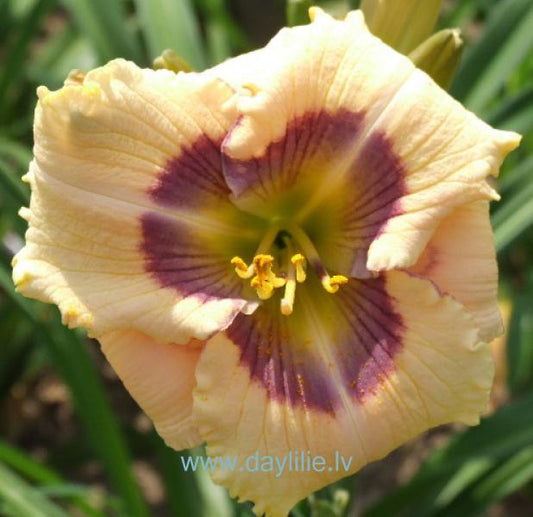 Zilacīte (V.Baņģieris 2012)