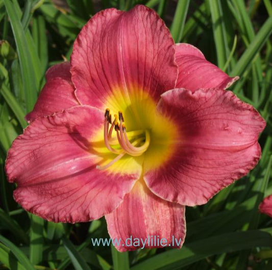 Zina (V.Baņģieris 2011)