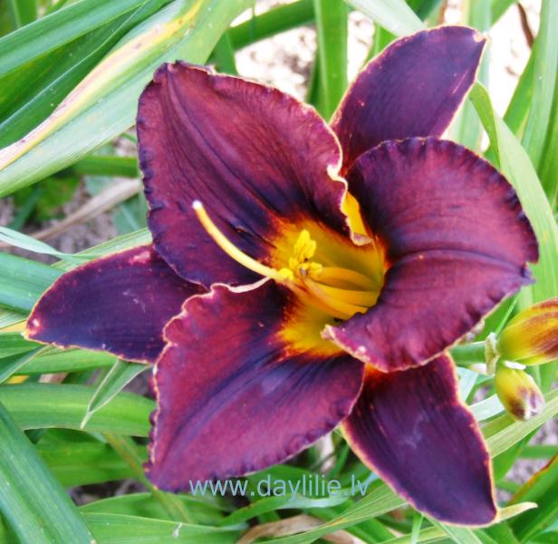 Barista (V.Baņģieris 2019)