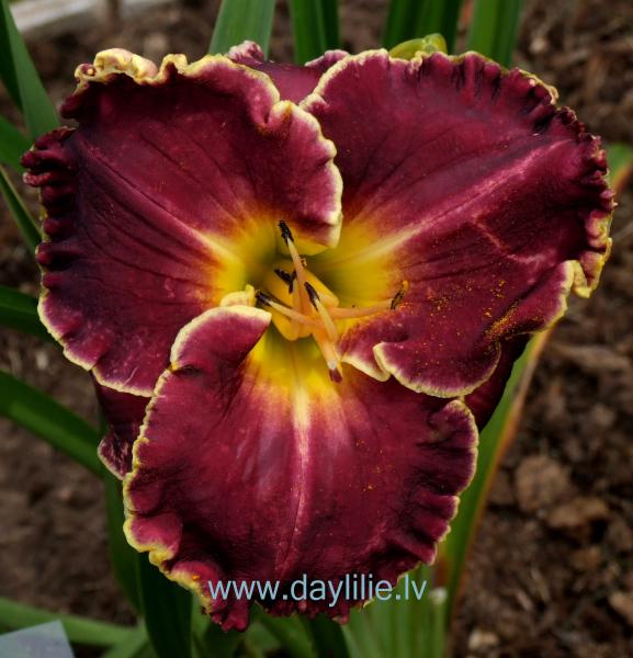 Beacon at Dusk (T.Petit 2006)