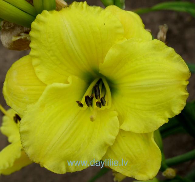 Bit o luck (Moldovan 1999)