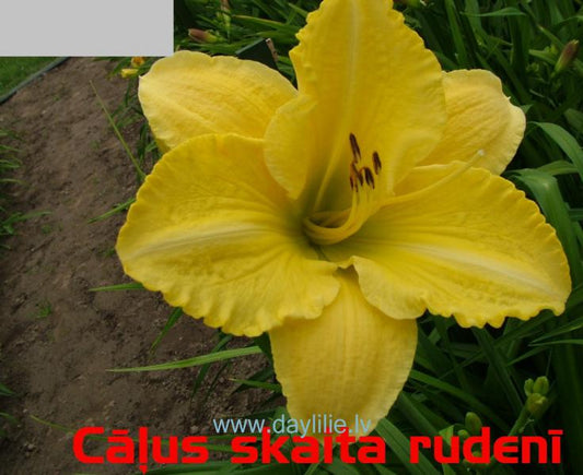 Cāļus skaita rudenī (V.Baņģieris 2008)