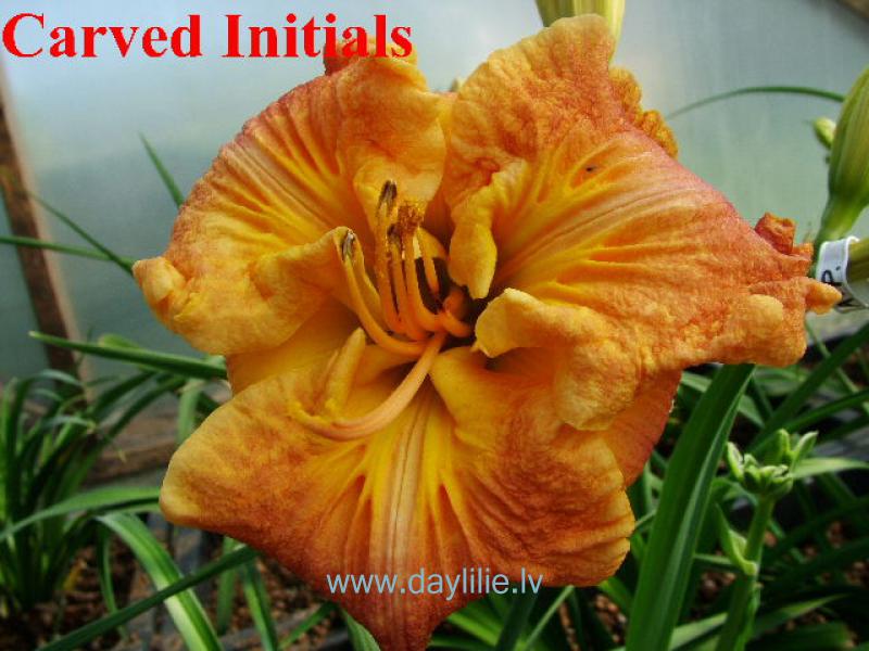 Carved Initials (T.petit 2006)
