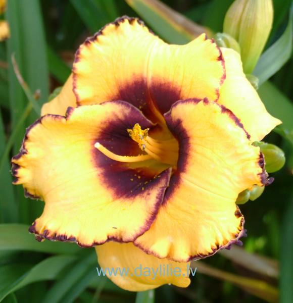 Čiepiņa (V.Baņģieris 2019)