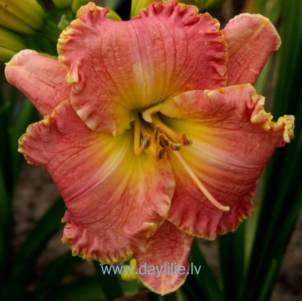 Cindy Jones (P.Stamile 2005)