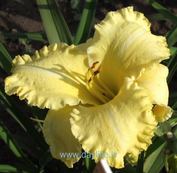 Cita saule (V.Bangieris 2008)