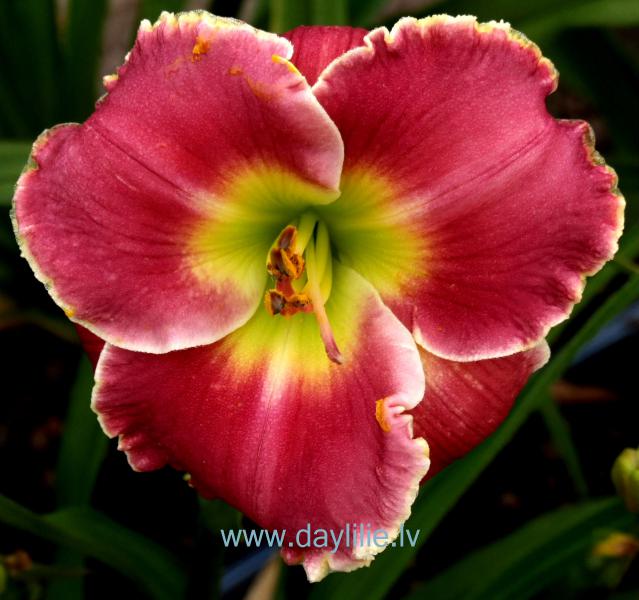 Coronal Light (P.Stamile 2005)