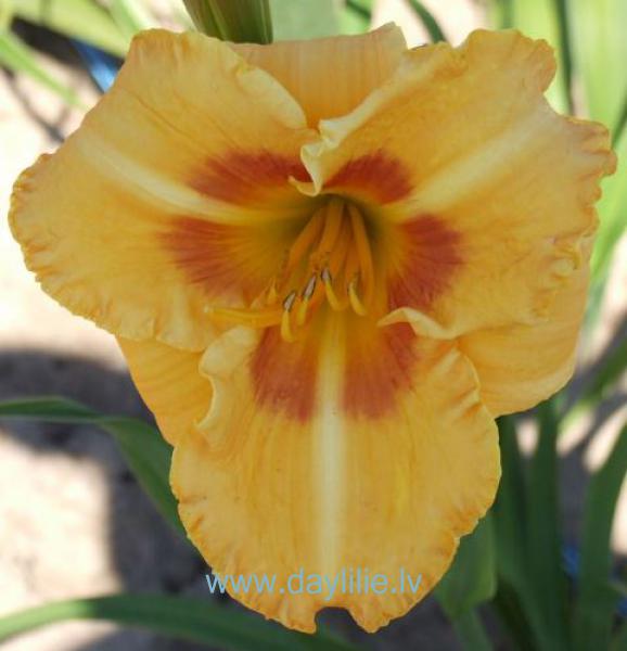 Daiga (V.Bangieris 2012)