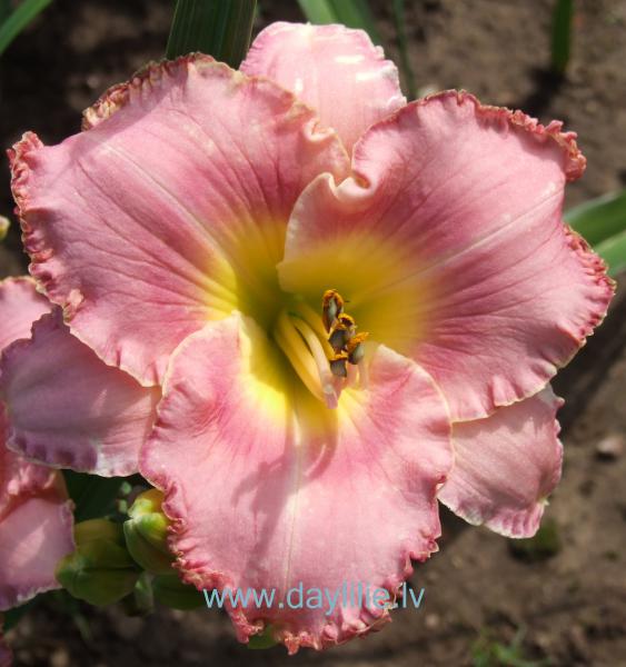 Dārznieka sapnis (V.Baņģieris 2011)