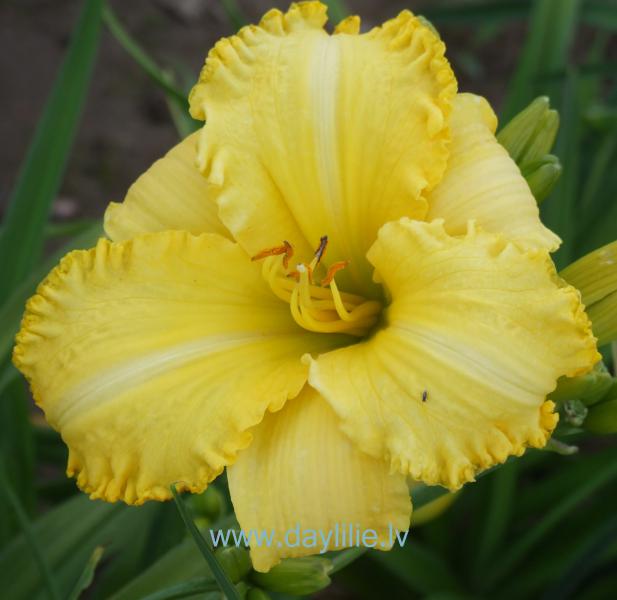 Dēkla (V.Baņģieris 2005)