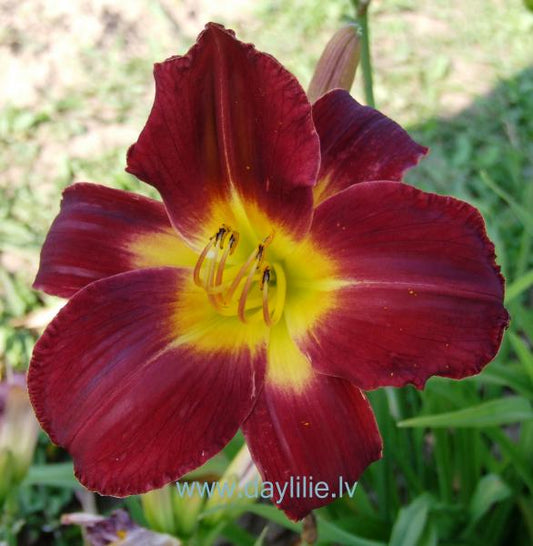 Don Juan (V.Baņģieris 2019)