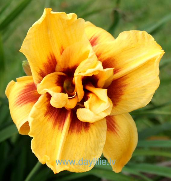 Double Bold One (Miller 1981)