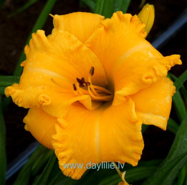 Dzegužbumba (V.Baņģieris 2008)