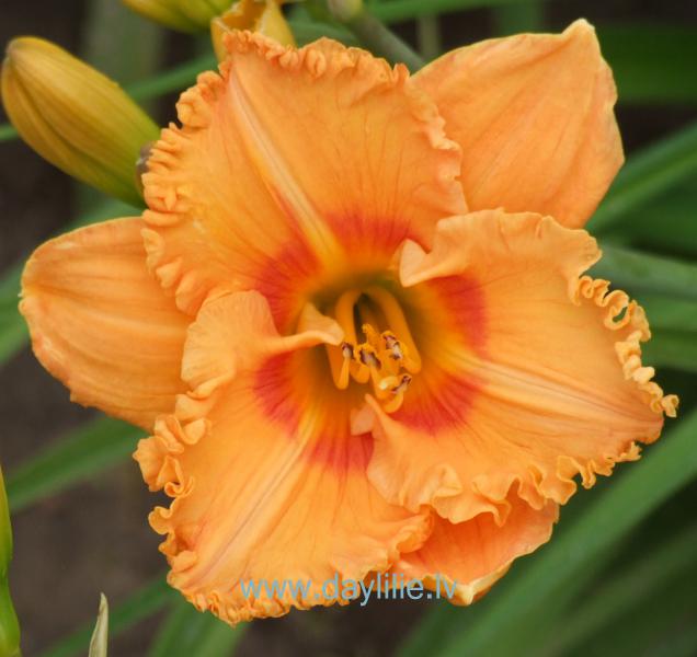 Dzintarzeme (V.Baņģieris 2007)