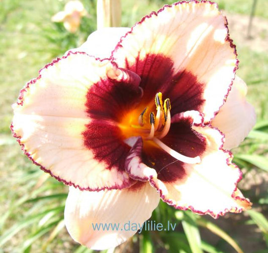 Džuljeta (V.Baņģieris 2014)