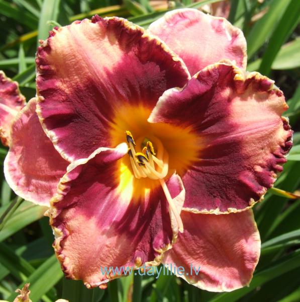 Emīlija (V.Bangieris 2011)