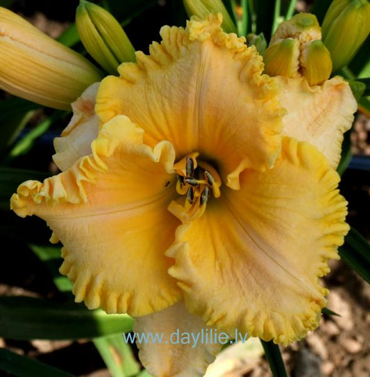 Enduring Beauty (T.Petit 2006)