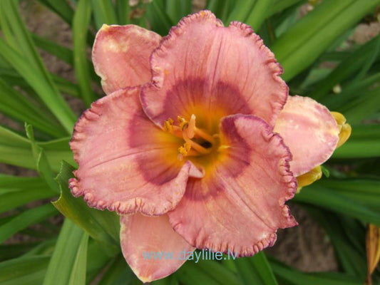 Esmeralda (V.Baņģieris 2015)