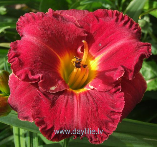 Estere (V.Bangieris 2013) JAUNUMS