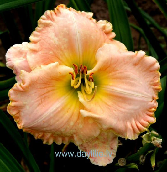 Eternally Grateful (T.Petit 2006)