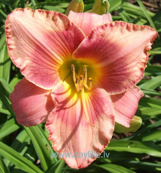 Felicita (V.Bangieris 2011)