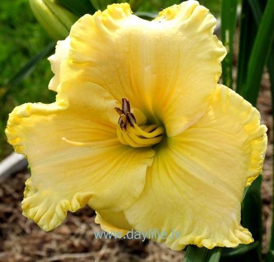 Fly me to the Moon (T.Petit 2006)