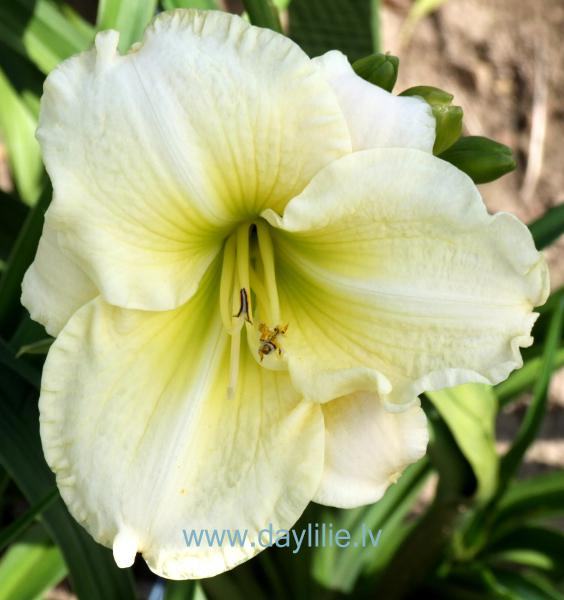 Flutter of Angels (Petit 2006)