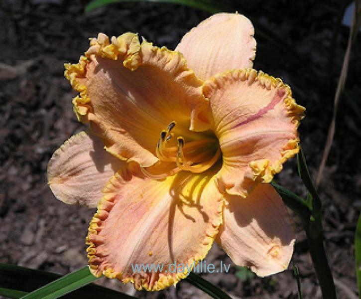 Forestlake Ragamuffin (Harding-F., 1993)