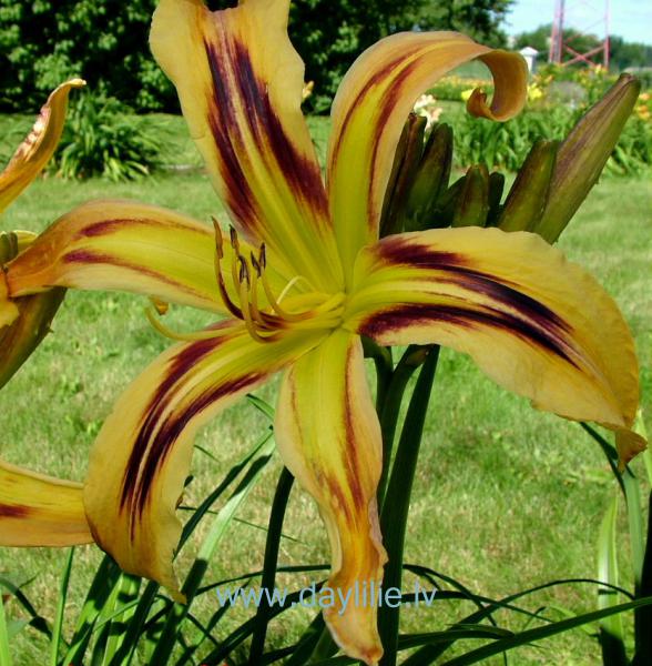 Freewheelin (P.Stamile 2005)