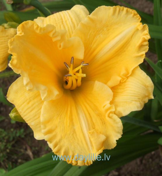 Gabriela (V.Bangieris 2012)