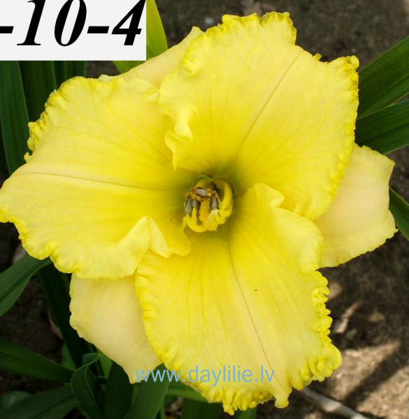 Gaisma (V.Baņģieris 2007)