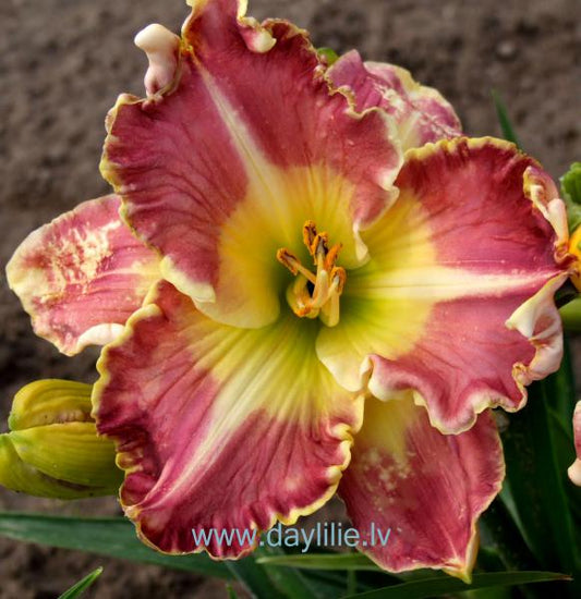 Gary Colby (T.Petit 2006)