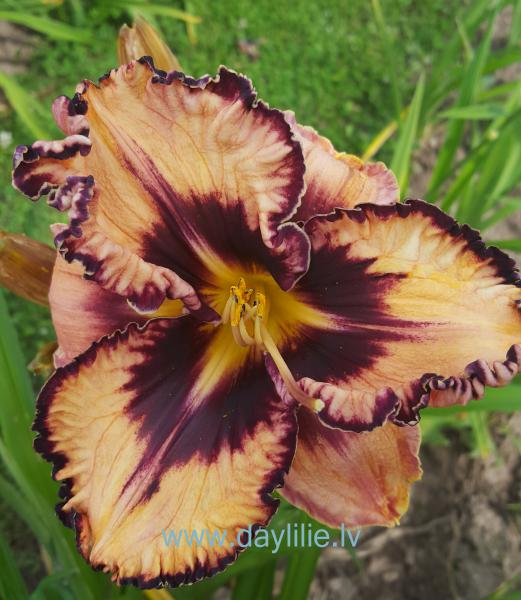 Gavin Petit (T.Petit 2006)